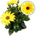 Bild von Osteospermum P12 Solana (geel)
